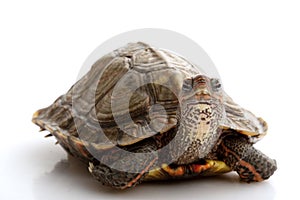 Honduran Wood Turtle photo