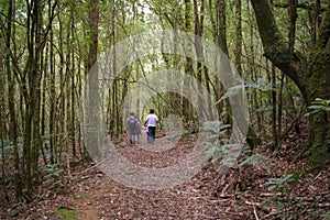 Two man walking in the middle of the Honduras forest