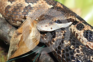 Honduras montane pitviper