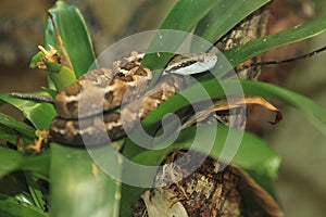 Honduras montane pitviper