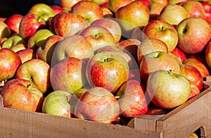 Hone crisp apples at an outdoor market