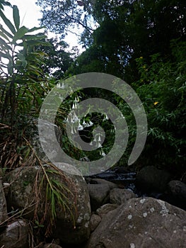 Hone flovers and big rock, water way