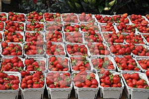 HONE GROWN STRABERRY CONTAINS FOR SALE