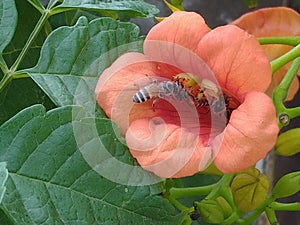 Honebee in my garden in orange flower