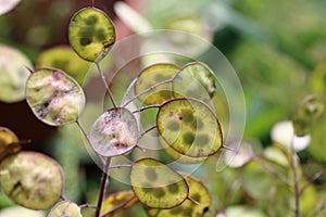 Honesty flower seed pods with seeds in close up