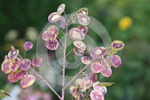 Honesty flower seed pods with seeds in close up