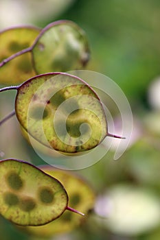 Honesty flower seed pods with seeds in close up