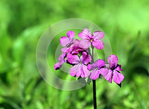 Honesty (Lunaria annua)