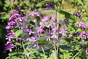 Honesty, lunaria annua, in bloom, sunny April day