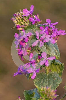 Honesty lunaria annua flower