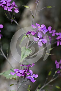 Honesty - Lunaria annua in flower