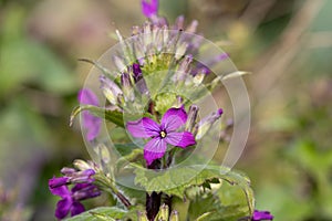 Honesty lunaria annua flower