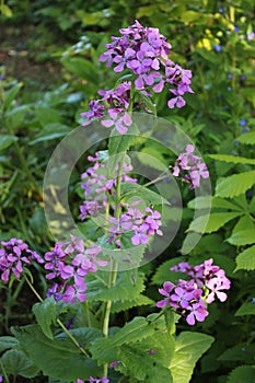 Honesty, lunaria annua, plant in flower