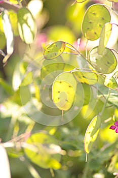 Honesty Lunaria green plant seeded close-up portrait format