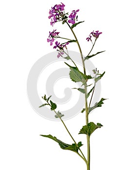 Honesty plant with purple flowers - Lunaria annua