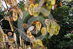 Honesty seed pods