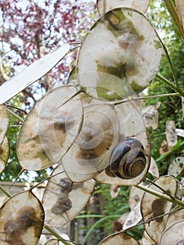 Honesty Seed Pods