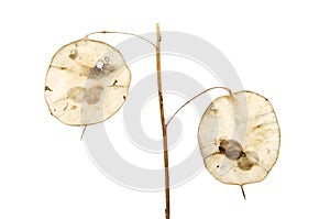 Honesty seed pods