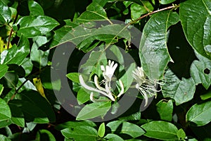 Honesuckle blooms