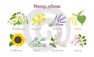 Honey plants set. Acacia, Sunflower, Buckwheat, Linden, Thyme, Lavender, Rapeseed and Wildflowers isolated on white background. photo