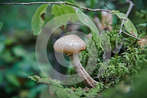 Honey agaric in the forest, close-up
