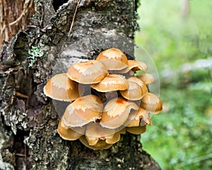 Honey agaric (Kuehneromyces mutabilis) photo