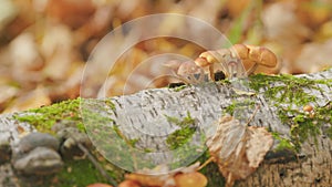 Honey agaric mushrooms grow on a tree in autumn forest. Sunny summer or autumn day. Selective focus.