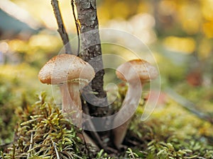 honey agaric mushrooms growing in moss in the forest. Beautiful autumn season. Edible mushrooms grow in a forest.