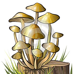 Honey agaric mushrooms on stump. Vector illustration photo