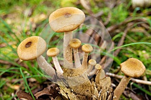 Honey agarics