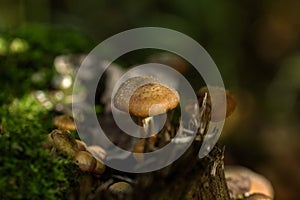 Honey agarics. Forest mushroom.