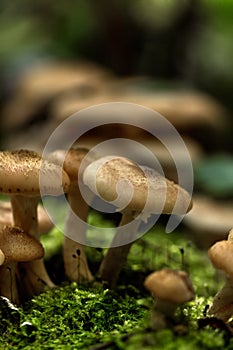 Honey agarics. Forest mushroom.