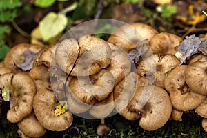 Honey agarics. Forest mushroom.