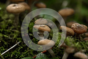 Honey agarics. Forest mushroom.