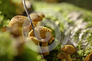 Honey agarics. Forest mushroom.