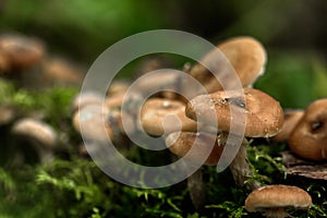 Honey agarics. Forest mushroom.