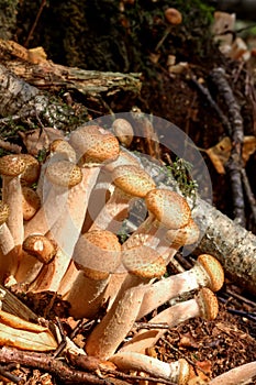 Honey agarics. Forest mushroom.