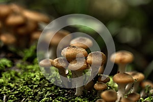 Honey agarics. Forest mushroom.