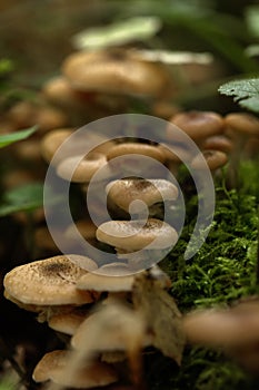 Honey agarics. Forest mushroom.