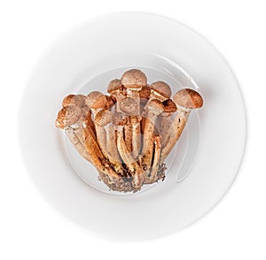 Honey agarics in plate