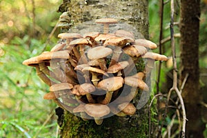 Honey agarics on a tree