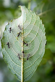 Honey Ants Aphids