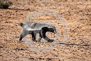 Honey Badger