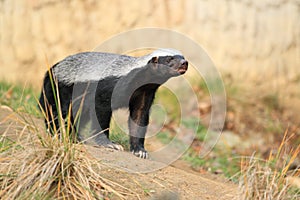 Honey badger