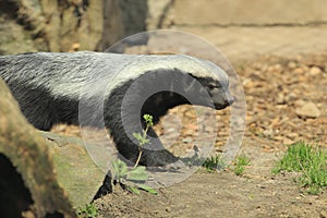 Honey badger