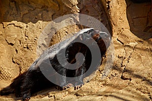 The honey badger basks in the sun on a stone at the zoo