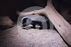 honey badger digs in his enclousure