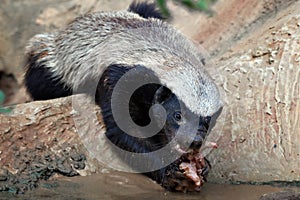 Honey badger feeding