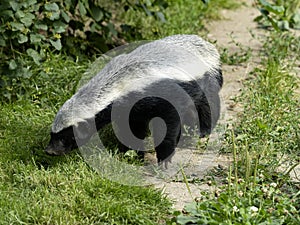 Honey Badger, Melivor Capensis looking for food in the grass