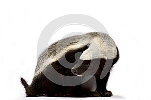 Honey badger Mellivora capensis